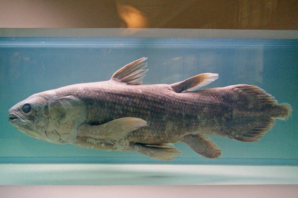latimeeria