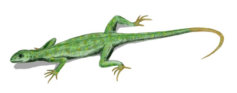 roomajad