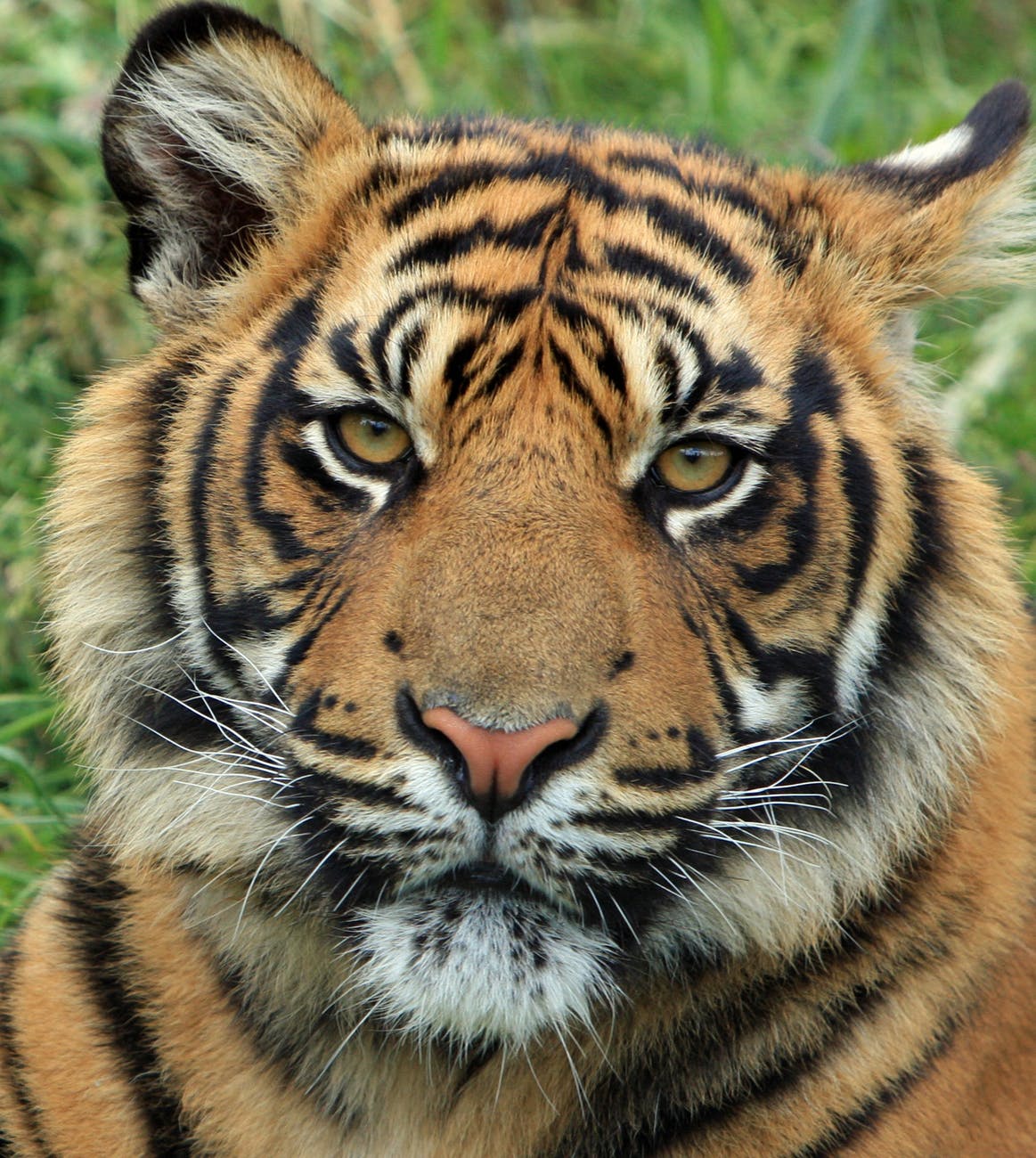 tiiger