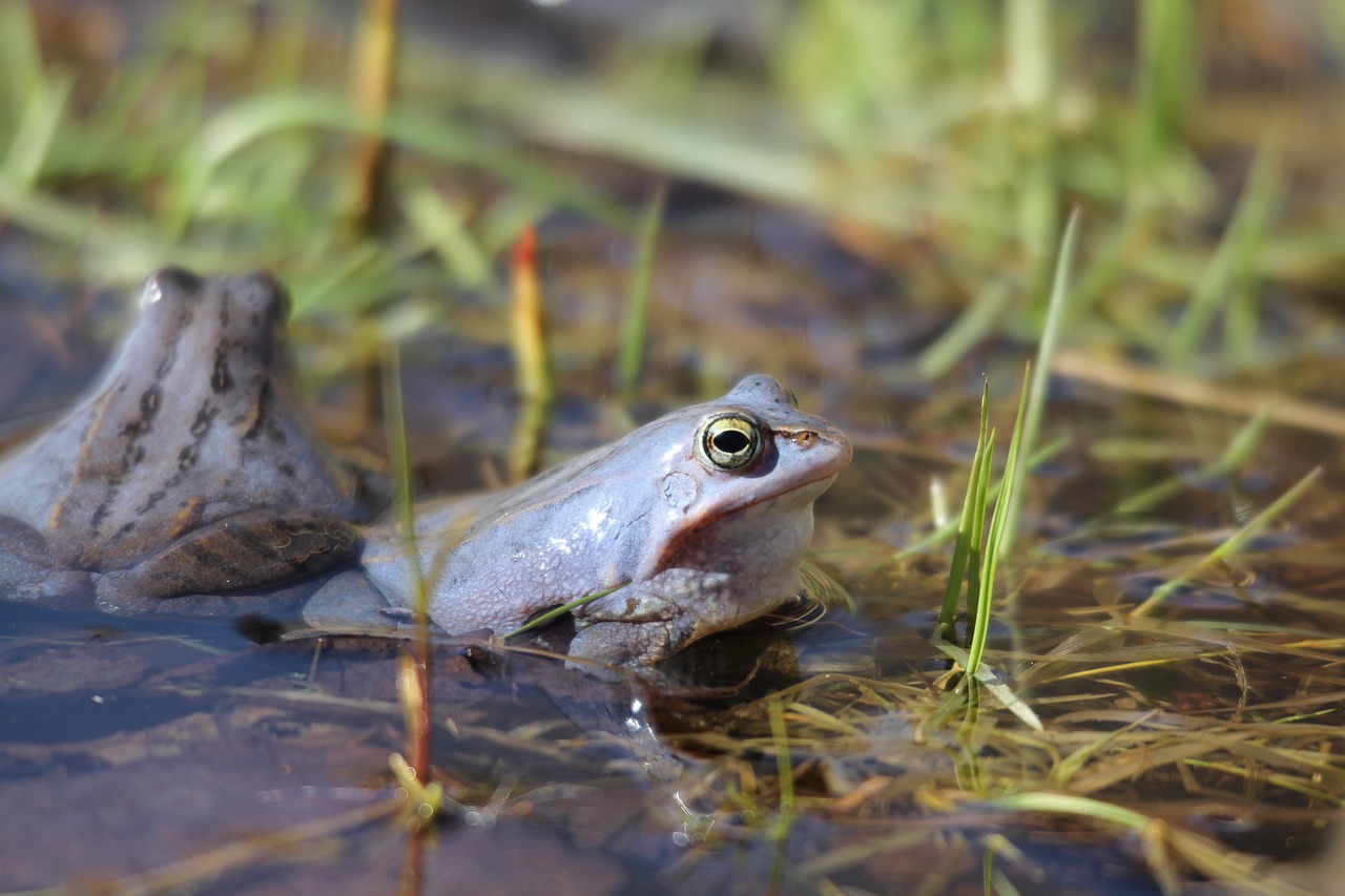 Rana arvalis