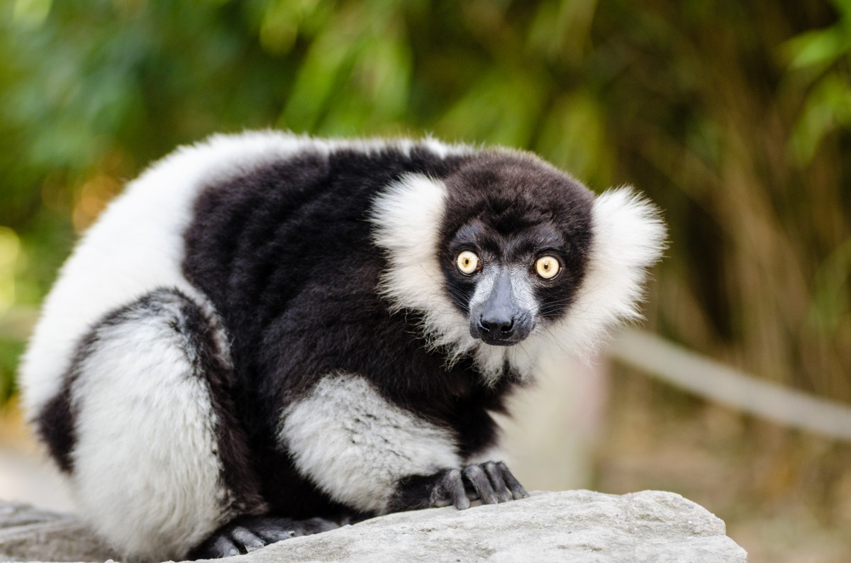 leemur indri