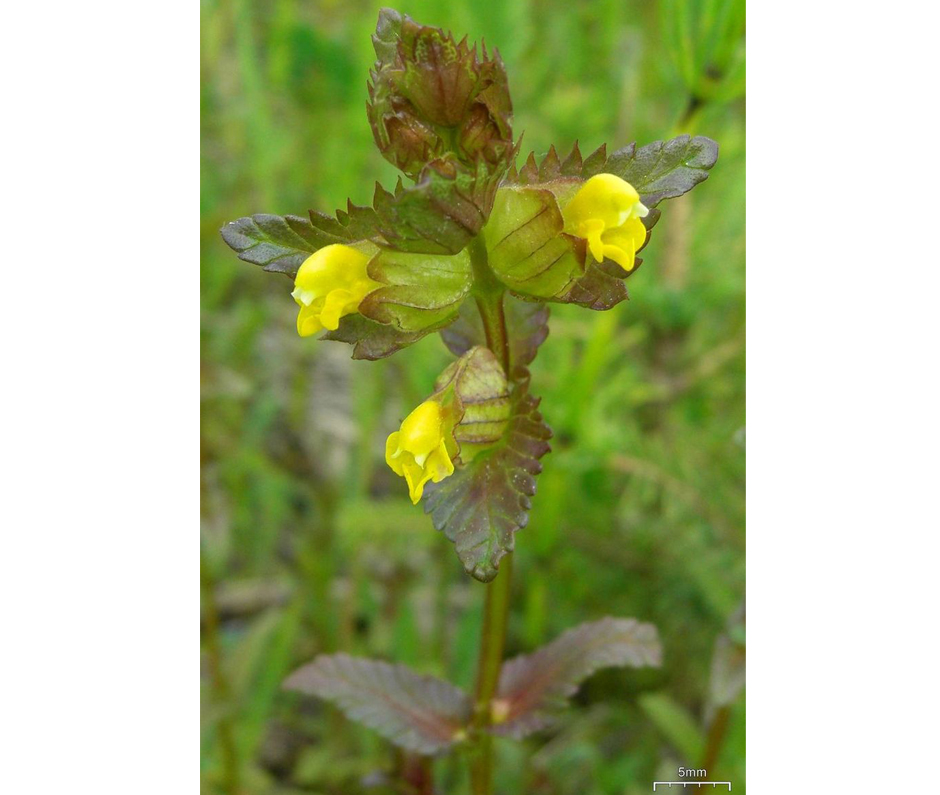 saaremaa robirohi